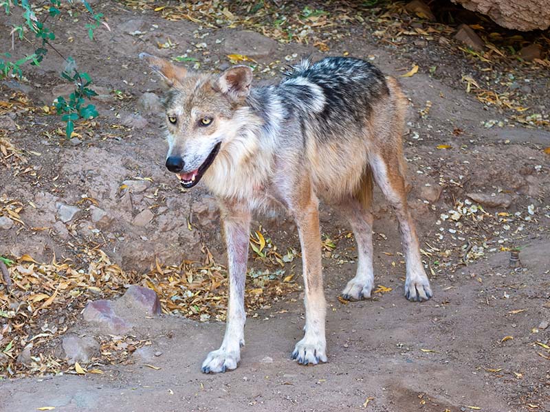 Mexican Wolf