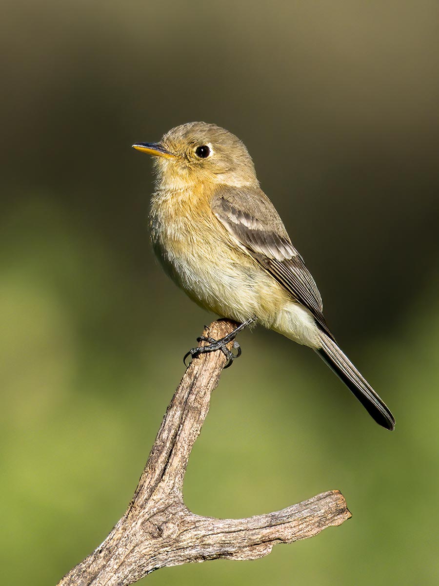 Buff-breasted Flycatcher