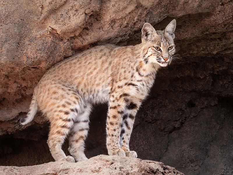 Bobcat