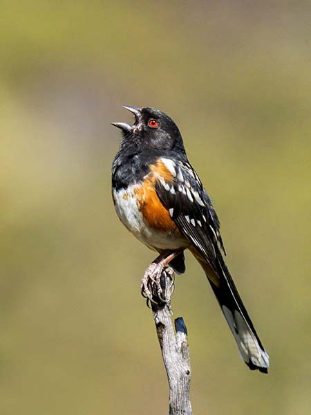 Spotted Towhee