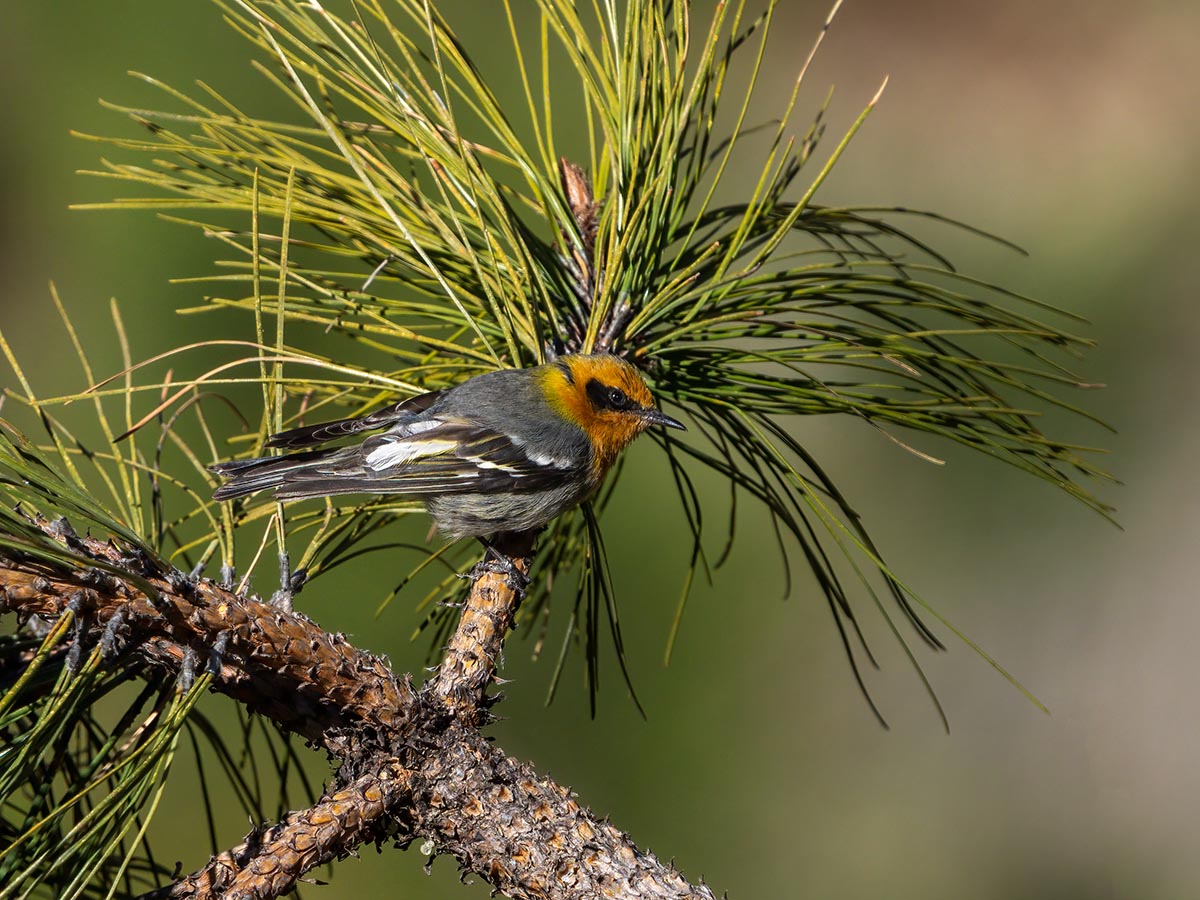 Olive Warbler