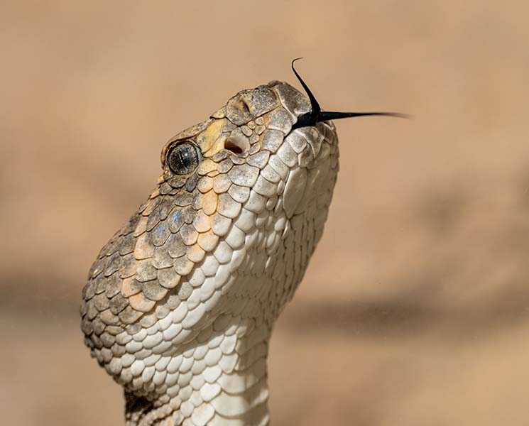 Western Diamondback Rattlesnake