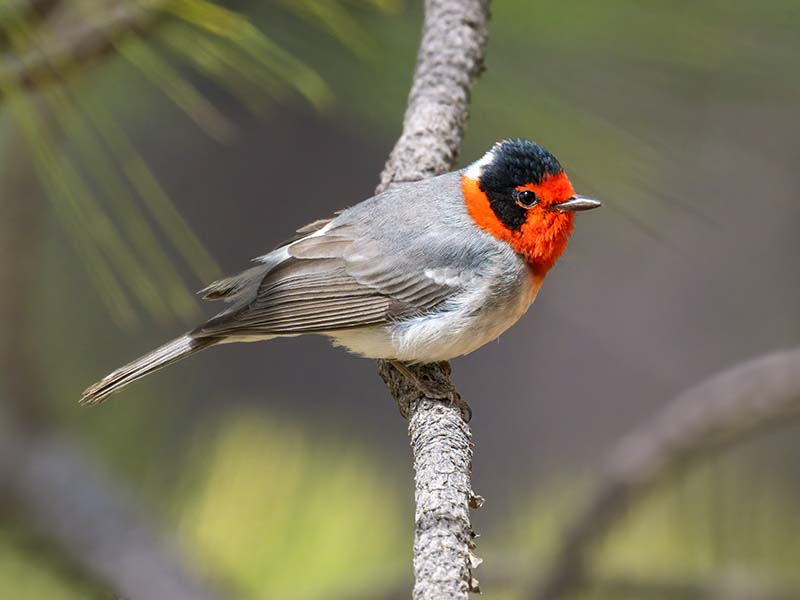 Red-faced Warbler