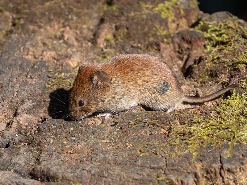 Bank Vole