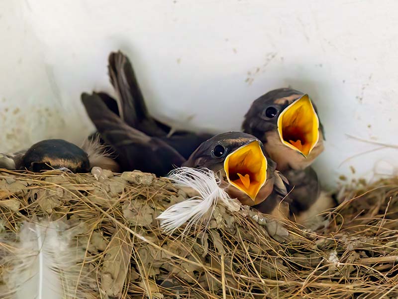 Barn Swallows