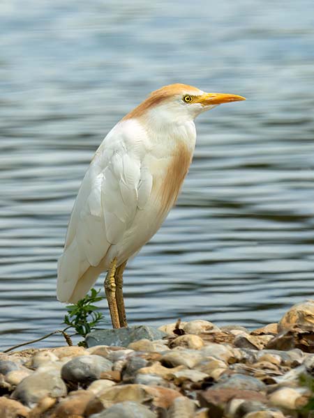 Cattle Egret