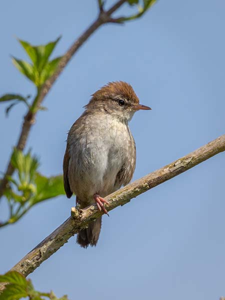Cetti's Warbler