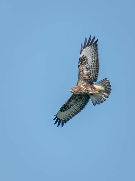 Common Buzzard