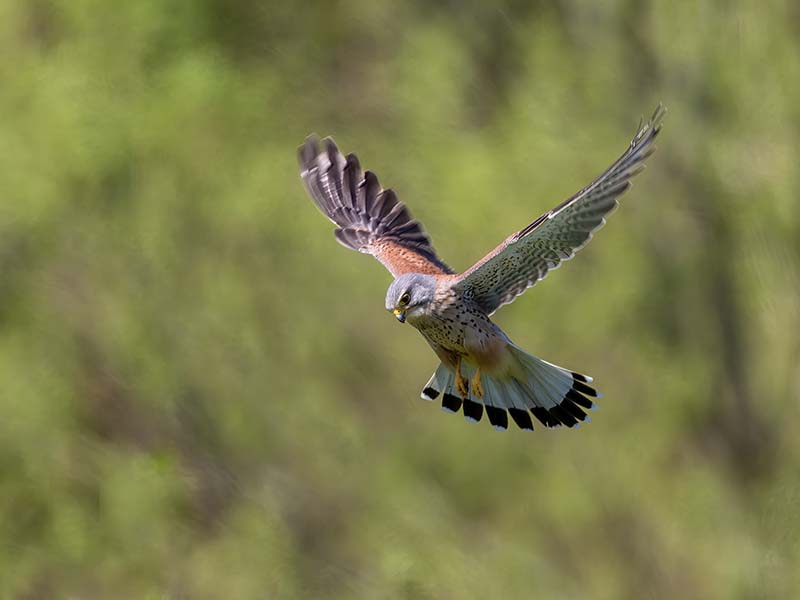 Common Kestrel