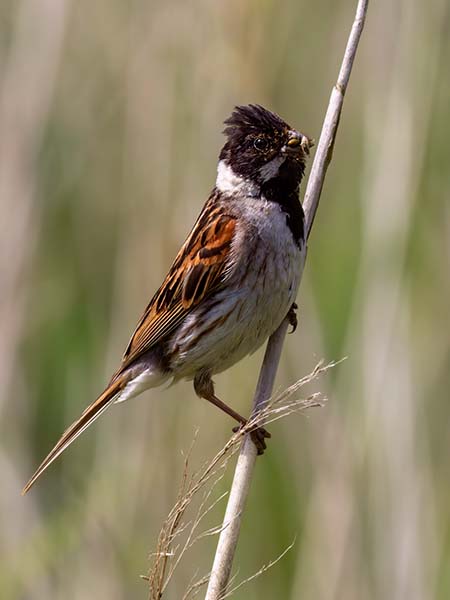 Common Reed Bunting