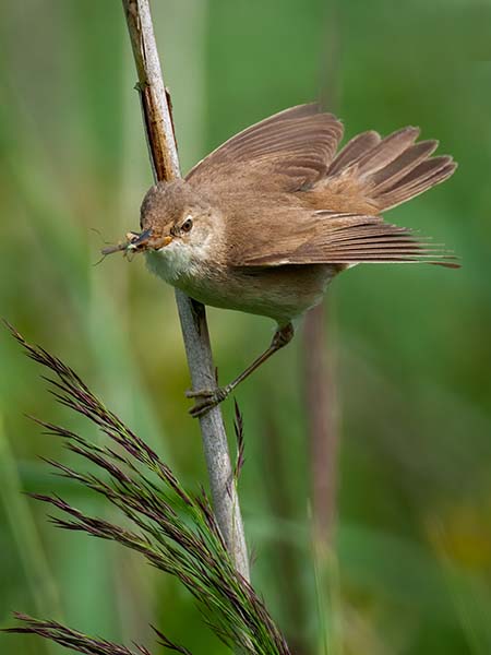 European Reed Warbler