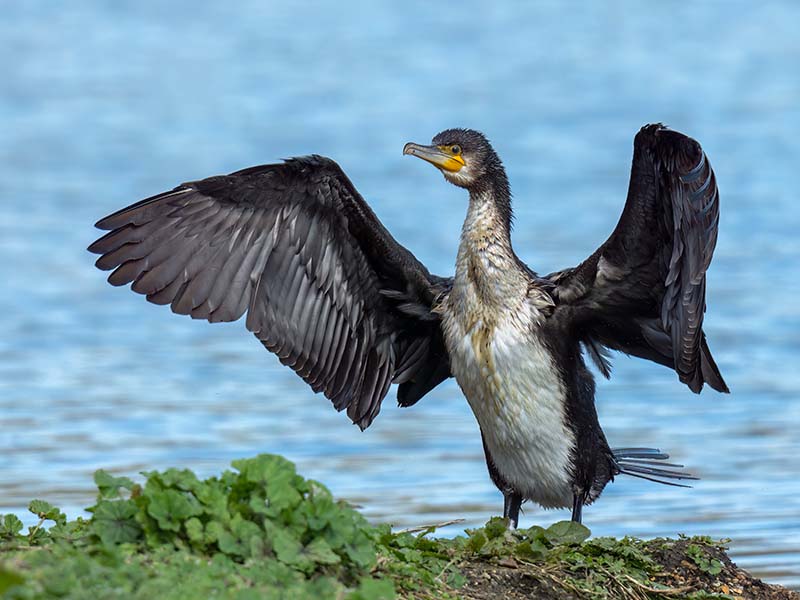 Juvenile Great Cormorant