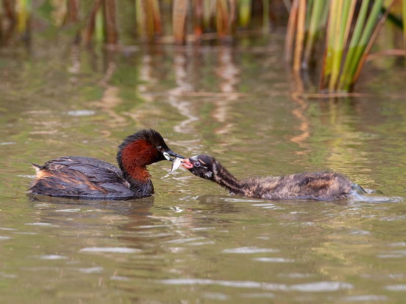 Little Grebe Feeding Young