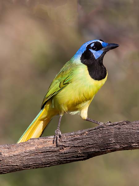 Green_Jay