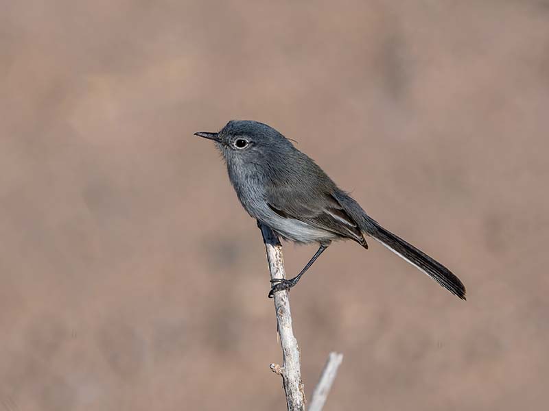 Blue-grey Gnatcatcher