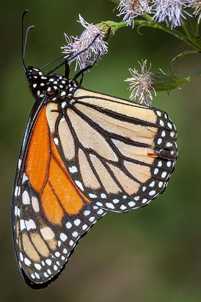 Monarch