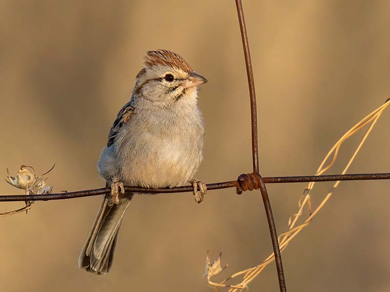 Chipping Sparrow