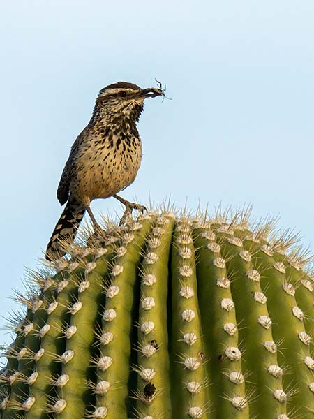 Cactus Wren