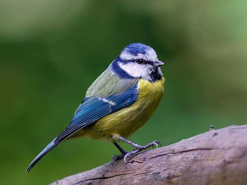 Blue Tit