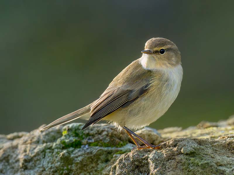 Chiffchaff