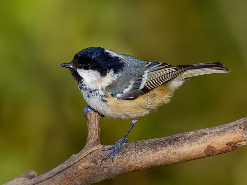Coal Tit