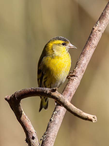 Eurasian Siskin