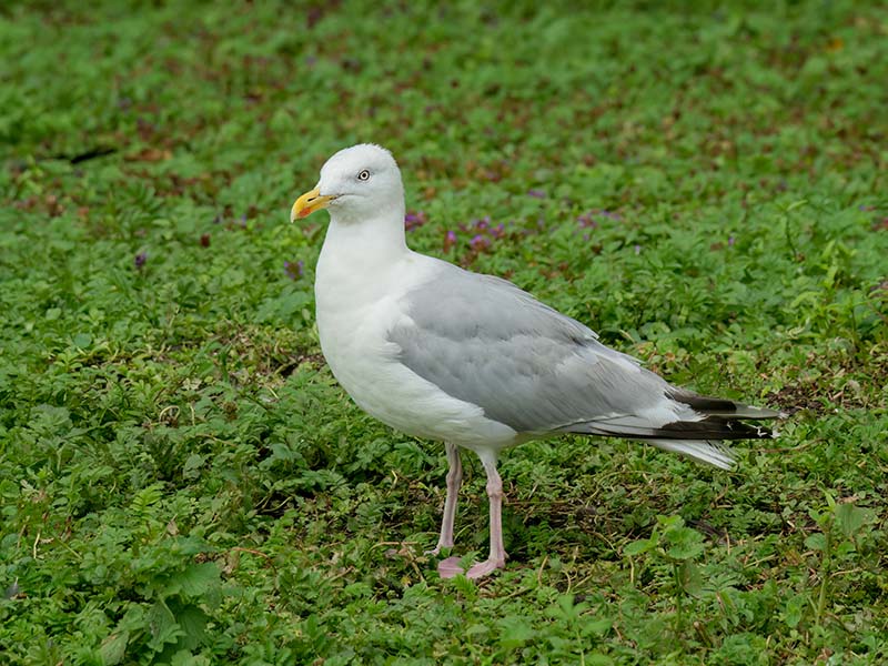 Herring Gull