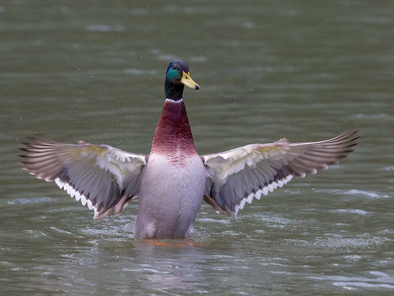 Mallard