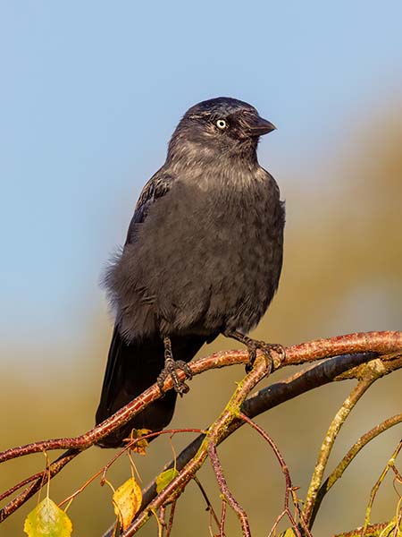 Western Jackdaw