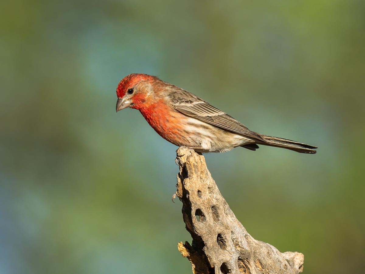 House Finch