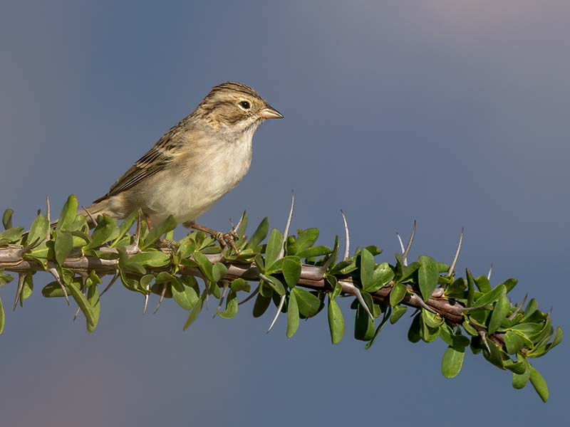 Brewer's Sparrow