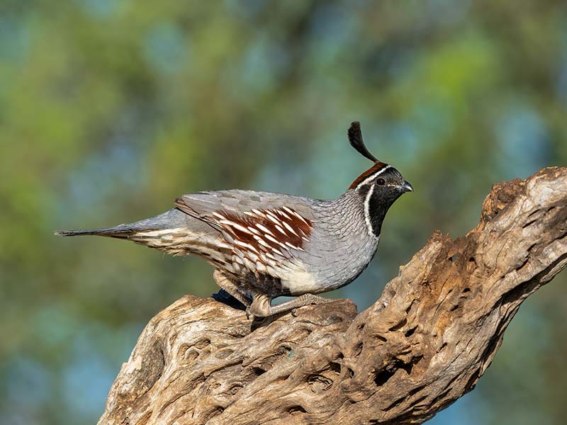 Gambel's Quail