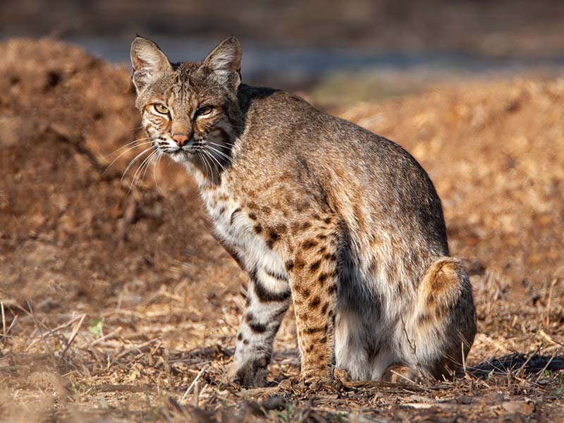 Bobcat