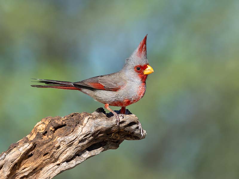 Pyrrhuloxia