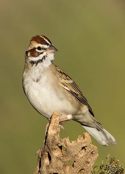 Lark Sparrow