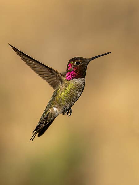 Anna's Hummingbird