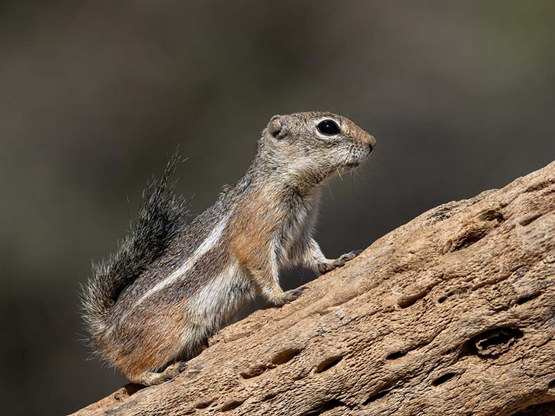 Harris' Antelope Squirrel