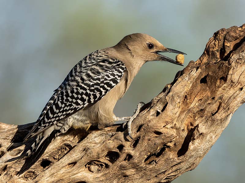 Gila Woodpecker
