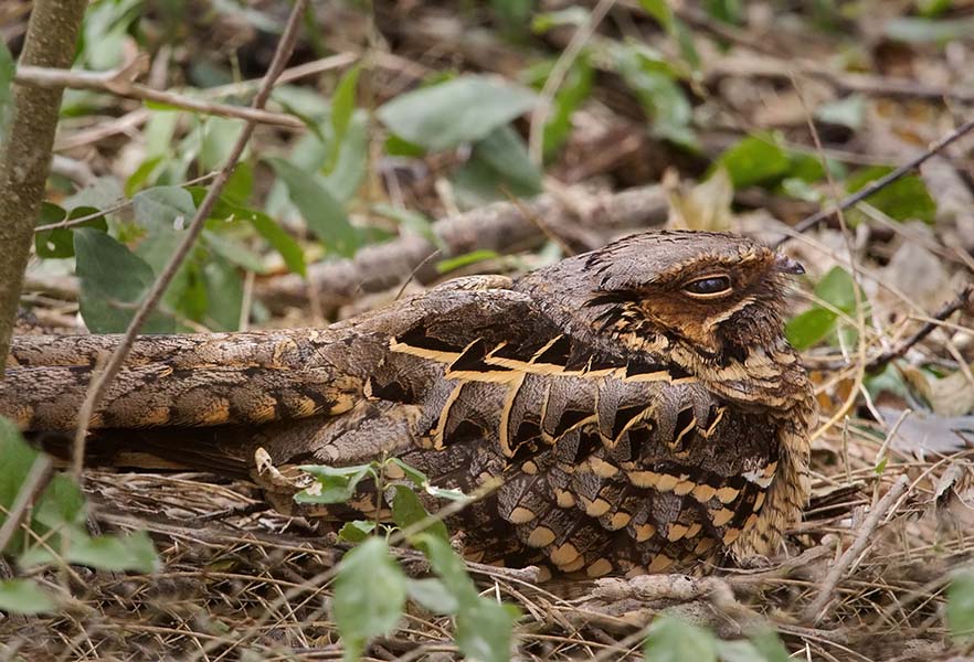 Common Pauraque