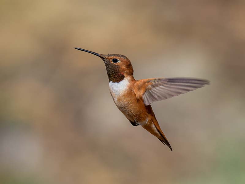 Rufous Hummingbird