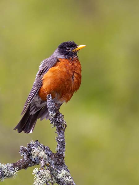 American Robin