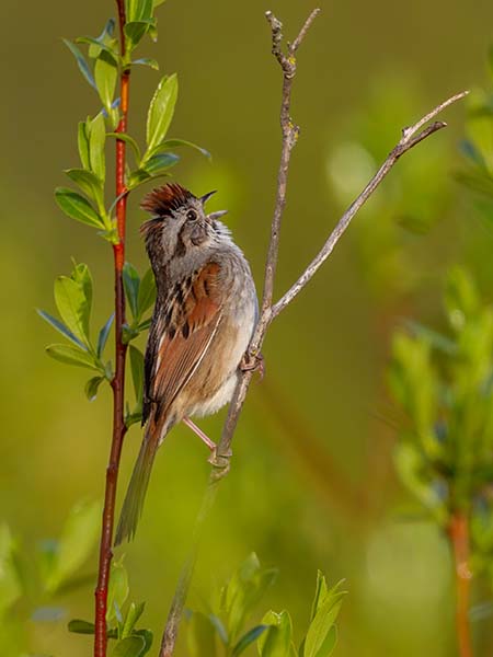 Lincoln's Sparrow