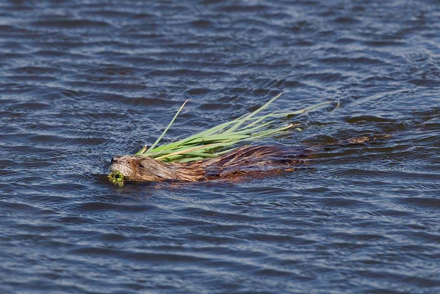Common Muskrat