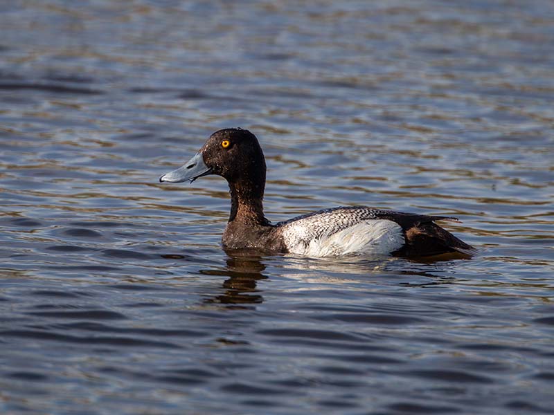 Lesser Scaup