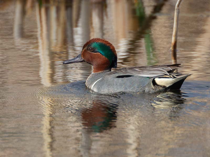 Green-winged Teal