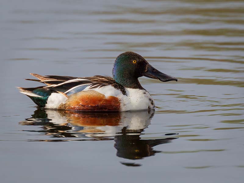 Northern Shoveler