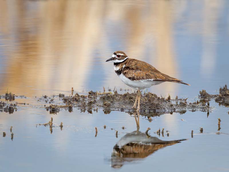 Killdeer