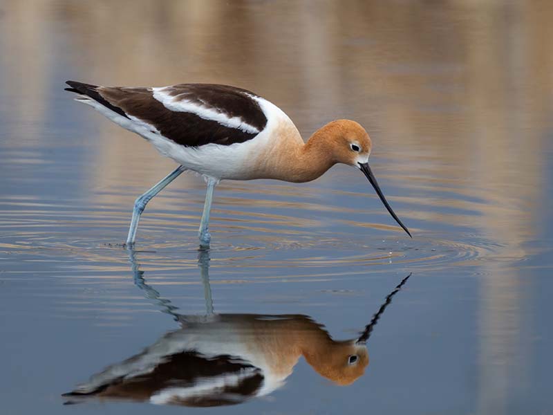 American Avocet