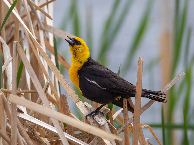 Yellow-headed Blackbird