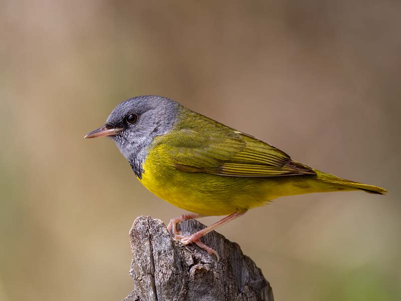 Mourning Warbler